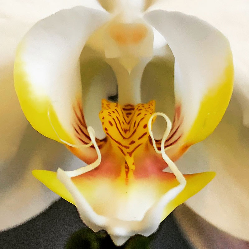flower photography online private lesson